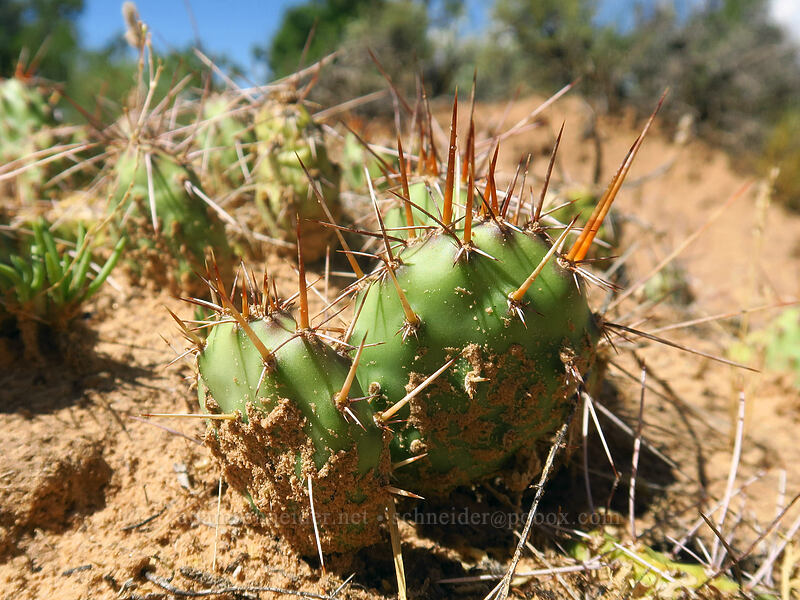 brittle prickly-pear cactus (Opuntia fragilis) [Cold Shivers Point, Colorado National Monument, Mesa County, Colorado]