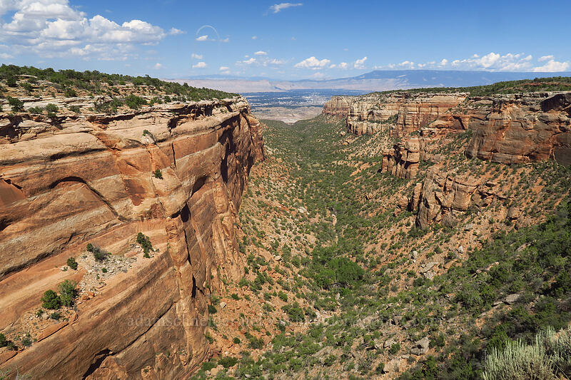 Red Canyon [Red Canyon Overlook, Colorado National Monument, Mesa County, Colorado]