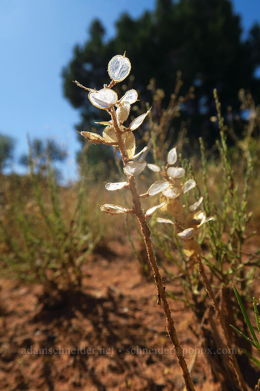 desert madwort seed pods (Alyssum desertorum) [Visitor Center, Colorado National Monument, Mesa County, Colorado]