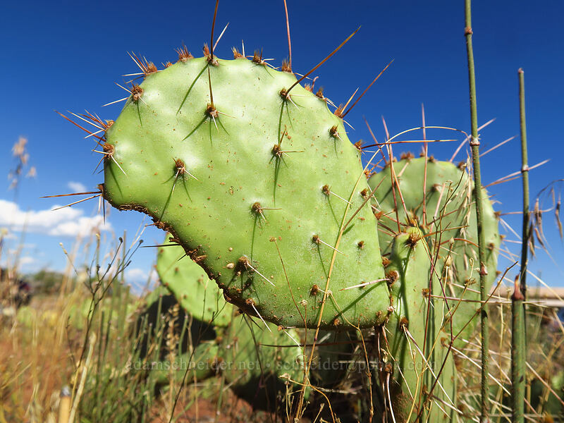 prickly-pear cactus (Opuntia phaeacantha) [Visitor Center, Colorado National Monument, Mesa County, Colorado]