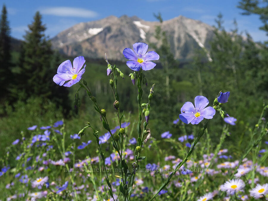 blue flax (Linum lewisii (Linum perenne var. lewisii)) [Kebler Pass Road, Gunnison National Forest, Gunnison County, Colorado]