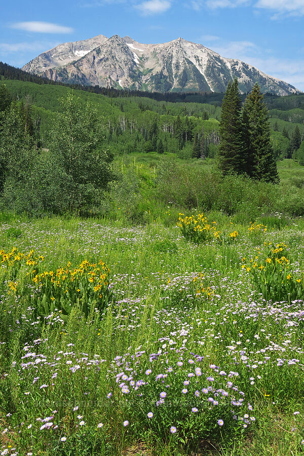 wildflowers & East Beckwith Mountain [Kebler Pass Road, Gunnison National Forest, Gunnison County, Colorado]