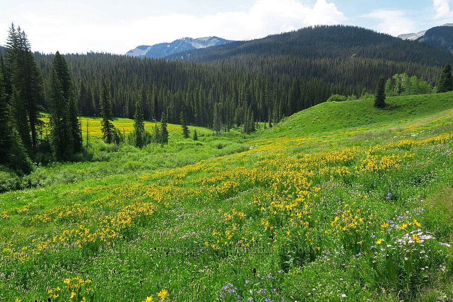 wildflowers [Kebler Pass Road, Gunnison National Forest, Gunnison County, Colorado]