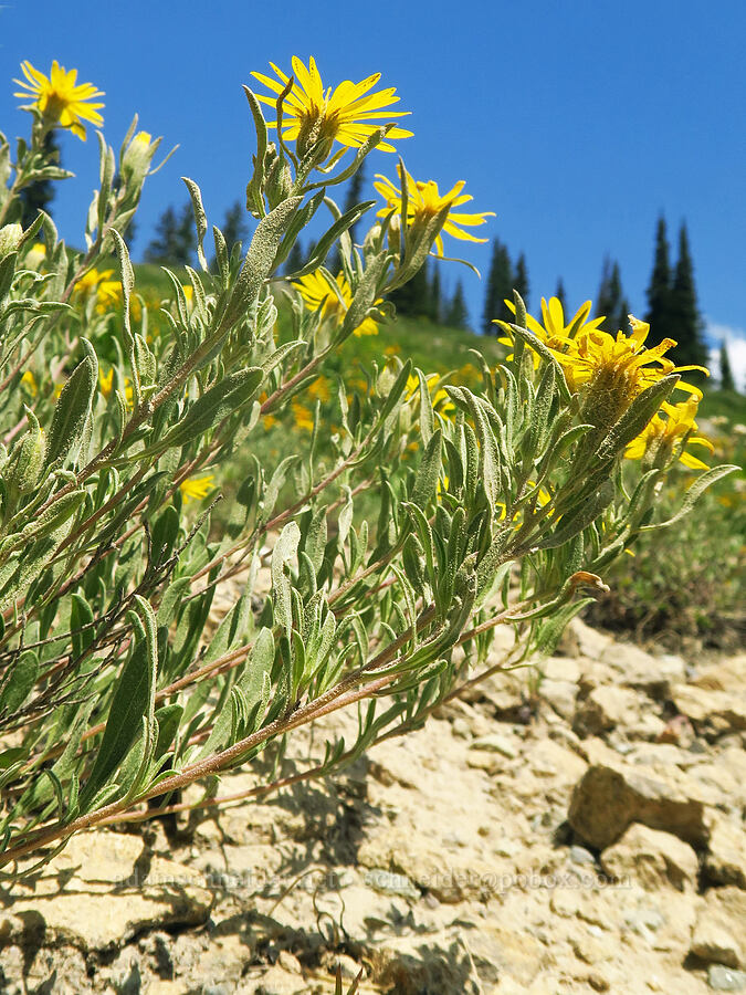 Schneider's golden-asters (Heterotheca schneideri (Heterotheca villosa)) [Kebler Pass Road, Gunnison National Forest, Gunnison County, Colorado]