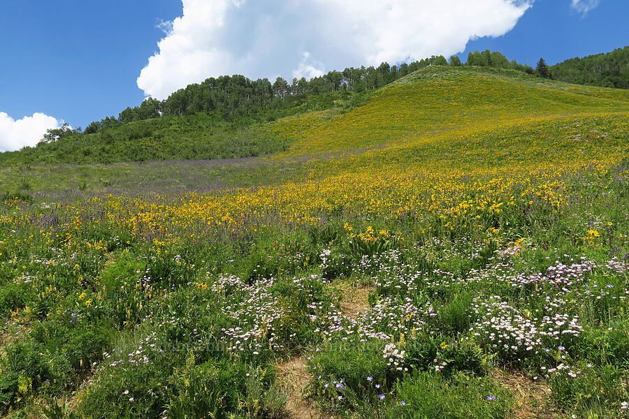 wildflowers (Wyethia amplexicaulis, Erigeron speciosus, Delphinium x occidentale (Delphinium barbeyi x Delphinium glaucum)) [Brush Creek Road, Gunnison National Forest, Gunnison County, Colorado]