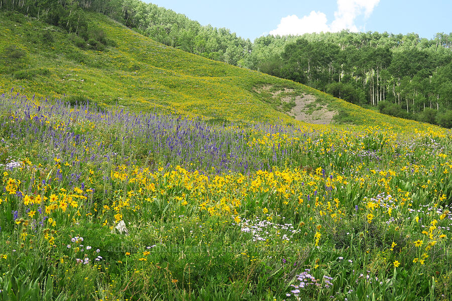 wildflowers (Wyethia amplexicaulis, Delphinium x occidentale (Delphinium barbeyi x Delphinium glaucum), Erigeron speciosus, Helianthella quinquenervis) [East River Trail, Gunnison County, Colorado]