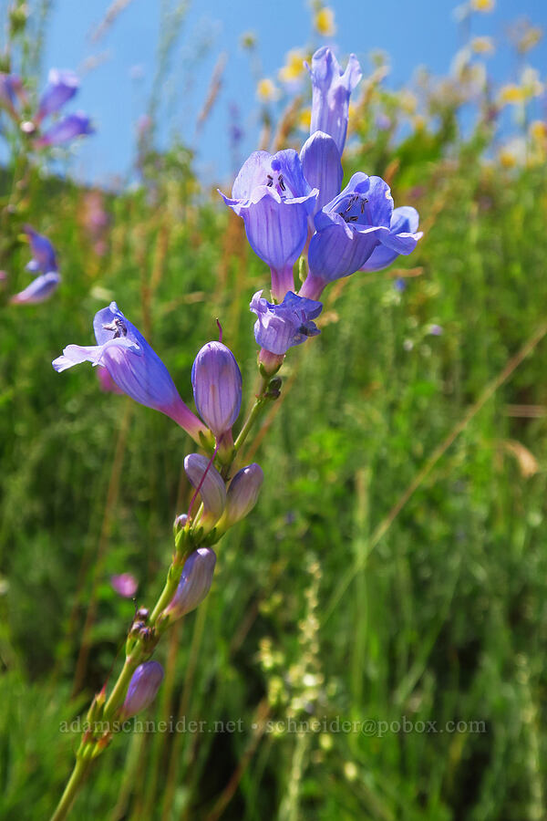 blue penstemon (species?) (Penstemon sp.) [East River Trail, Gunnison County, Colorado]