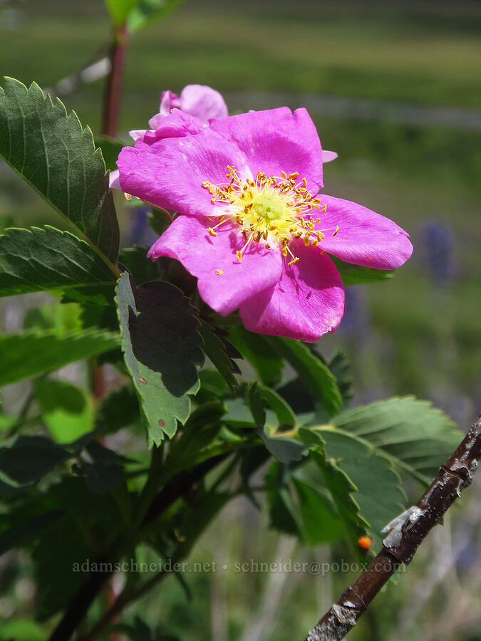 wild rose (Rosa woodsii) [East River Trail, Gunnison County, Colorado]