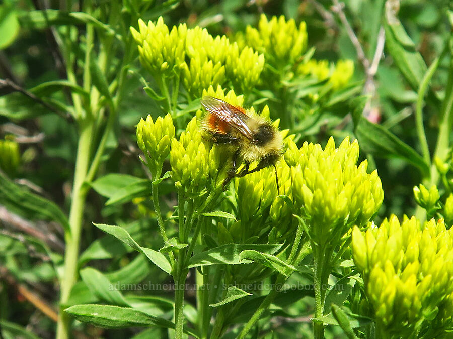 bumblebee on green rabbitbrush (Bombus sp., Chrysothamnus viscidiflorus (Ericameria viscidiflora)) [East River Trail, Gunnison County, Colorado]