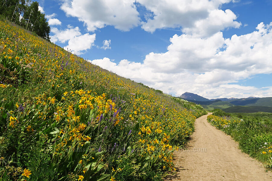 wildflowers [East River Trail, Gunnison County, Colorado]