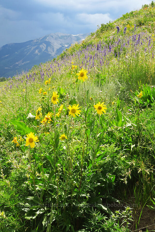 sunflowers & larkspur (Helianthella quinquenervis, Delphinium x occidentale (Delphinium barbeyi x Delphinium glaucum)) [East River Trail, Gunnison County, Colorado]