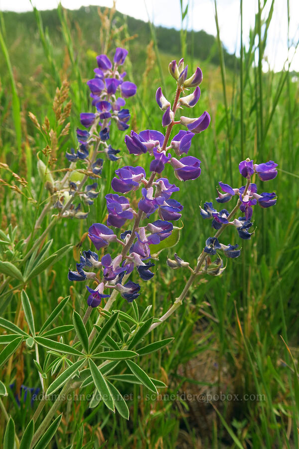 silvery lupine (Lupinus argenteus) [East River Trail, Gunnison County, Colorado]
