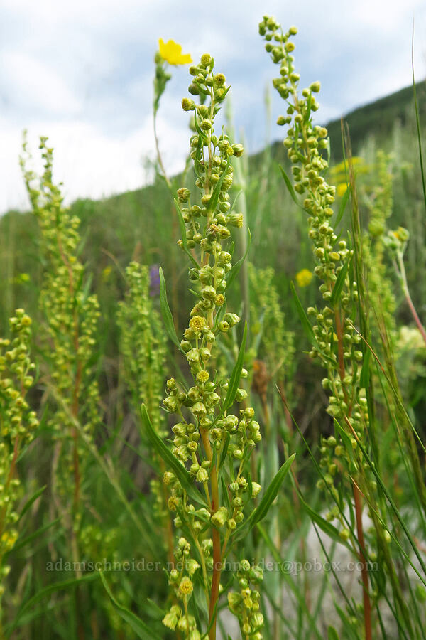 wild tarragon (Artemisia dracunculus) [East River Trail, Gunnison County, Colorado]