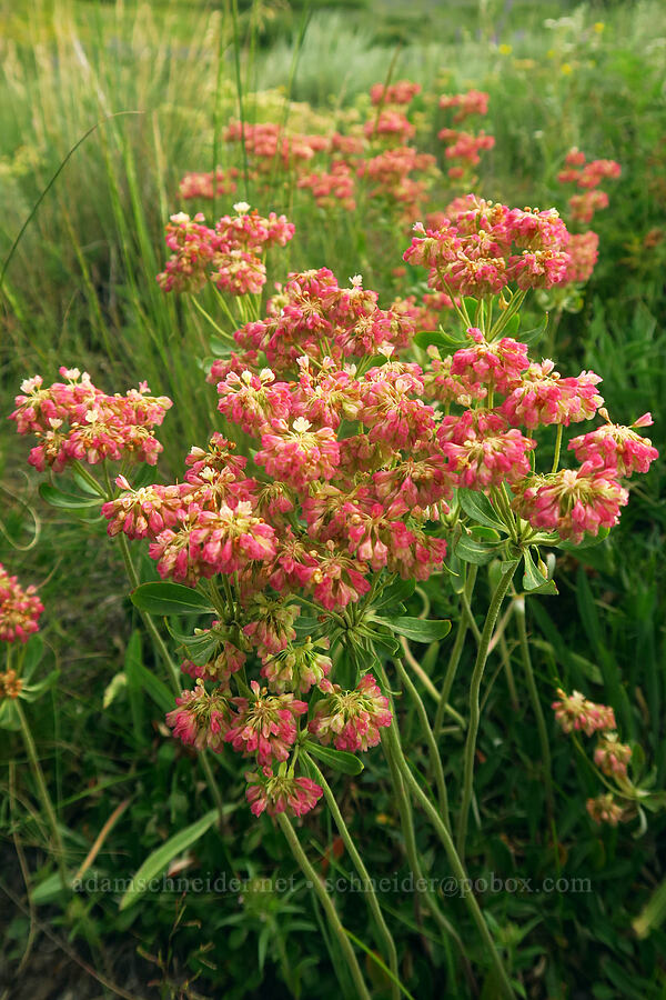 sulphur-flower buckwheat (Eriogonum umbellatum) [East River Trail, Gunnison County, Colorado]