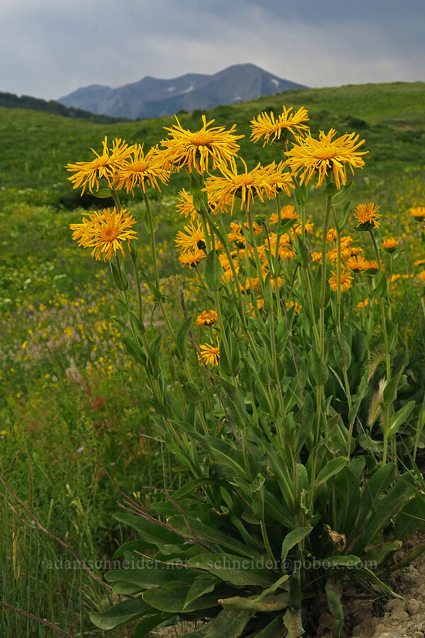 curly-head goldenweed (Pyrrocoma crocea (Haplopappus croceus)) [Gothic Road, Gunnison National Forest, Gunnison County, Colorado]