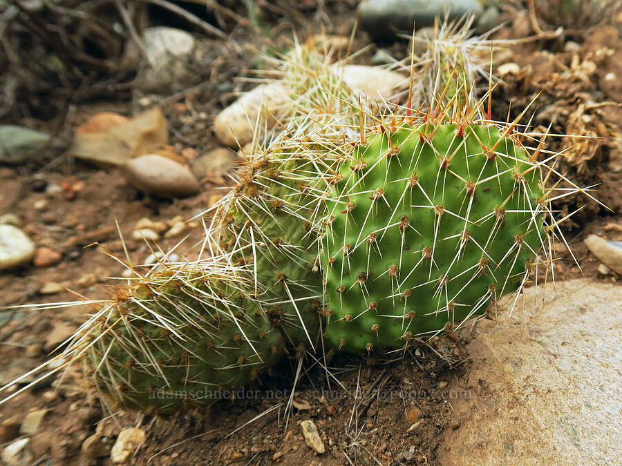prickly-pear cactus (Opuntia polyacantha) [Highway 135, Almont, Gunnison County, Colorado]