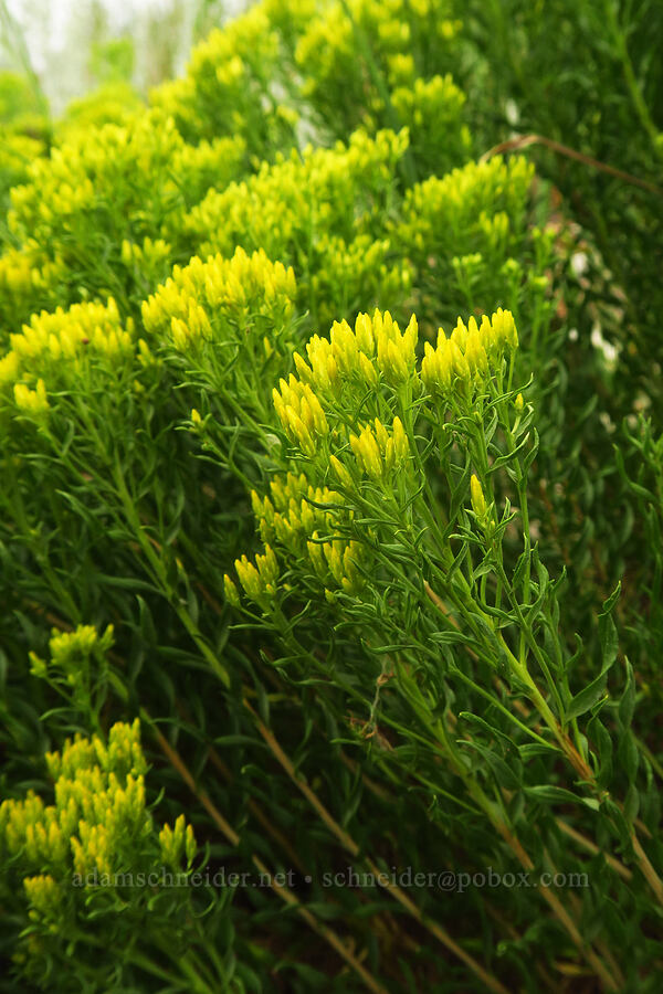 green rabbitbrush (Chrysothamnus viscidiflorus (Ericameria viscidiflora)) [Highway 135, Almont, Gunnison County, Colorado]
