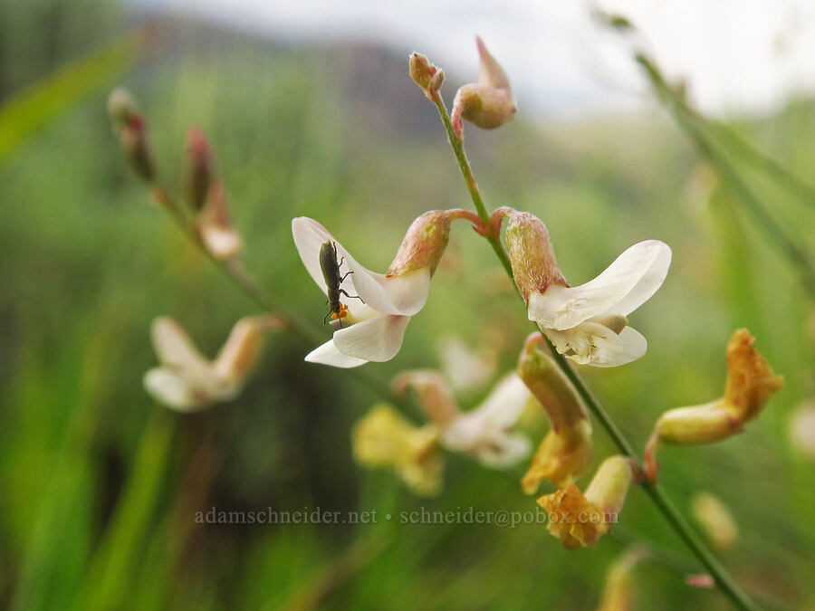 lesser rushy milk-vetch (Astragalus convallarius) [U.S. Highway 50, Curecanti National Recreation Area, Gunnison County, Colorado]