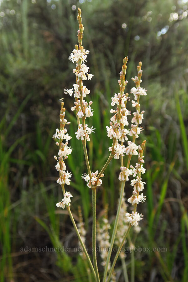 red-root buckwheat (Eriogonum racemosum) [U.S. Highway 50, Curecanti National Recreation Area, Gunnison County, Colorado]