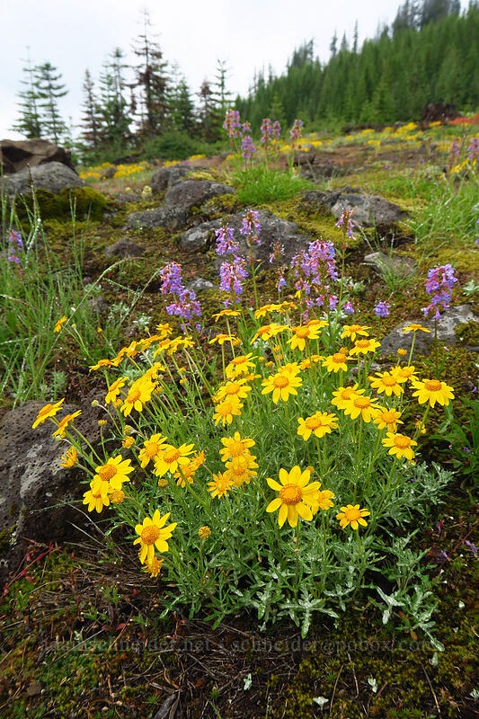Oregon sunshine & penstemon (Eriophyllum lanatum, Penstemon procerus) [Forest Road 1168, Willamette National Forest, Linn County, Oregon]