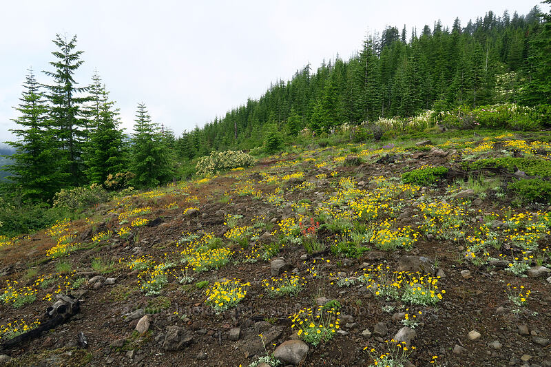 wildflowers (Eriophyllum lanatum, Castilleja miniata, Xerophyllum tenax) [Forest Road 1168, Willamette National Forest, Linn County, Oregon]