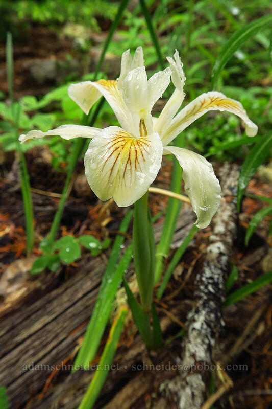 yellow-leaf iris (Iris chrysophylla) [Coffin Mountain Lookout Trail, Willamette National Forest, Linn County, Oregon]