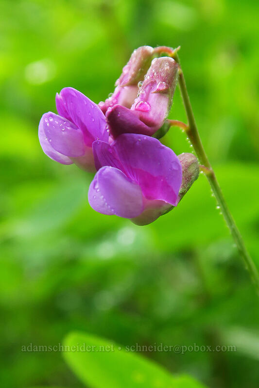 pea-vine (Lathyrus sp.) [Coffin Mountain Lookout Trail, Willamette National Forest, Linn County, Oregon]