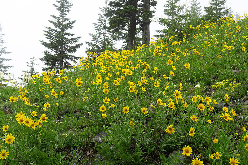 false sunflowers (Helianthella uniflora) [Coffin Mountain Lookout Trail, Willamette National Forest, Linn County, Oregon]