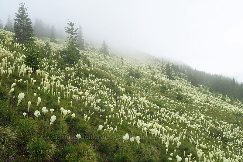 beargrass (Xerophyllum tenax) [Coffin Mountain Lookout Trail, Willamette National Forest, Linn County, Oregon]