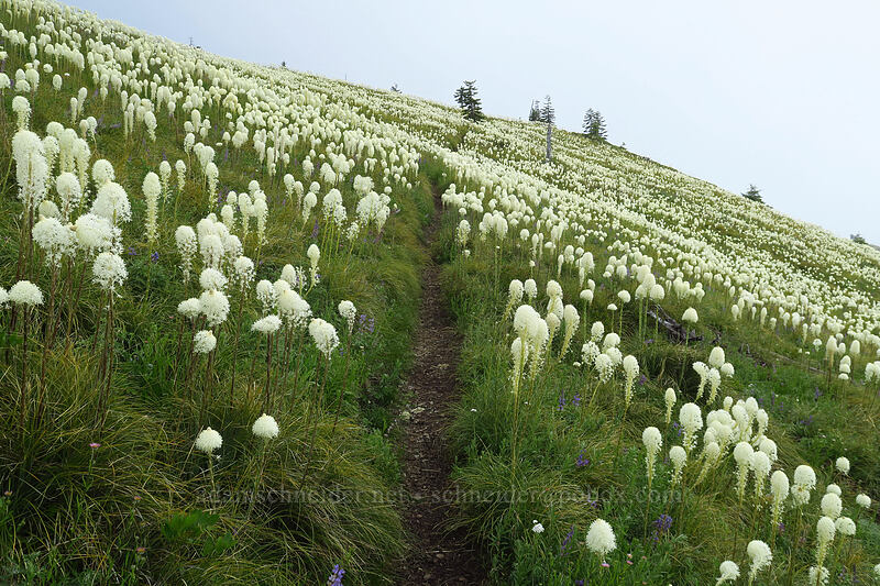 beargrass (Xerophyllum tenax) [Coffin Mountain Lookout Trail, Willamette National Forest, Linn County, Oregon]
