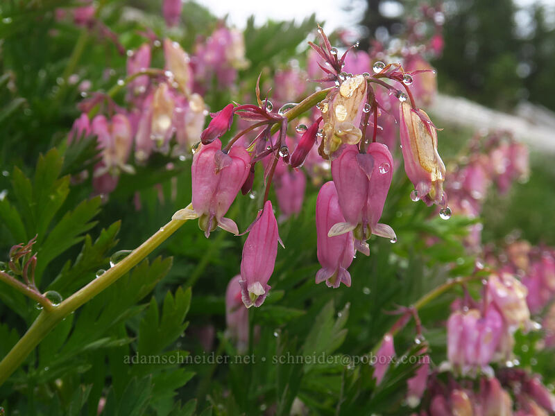 bleeding hearts (Dicentra formosa) [Coffin Mountain Lookout Trail, Willamette National Forest, Linn County, Oregon]