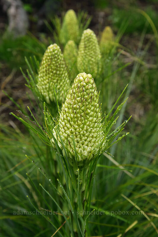 beargrass, budding (Xerophyllum tenax) [Coffin Mountain Lookout Trail, Willamette National Forest, Linn County, Oregon]