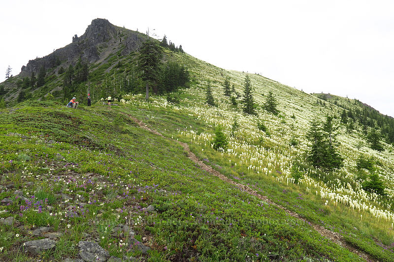 beargrass & Coffin Mountain (Xerophyllum tenax) [Coffin Mountain Lookout Trail, Willamette National Forest, Linn County, Oregon]