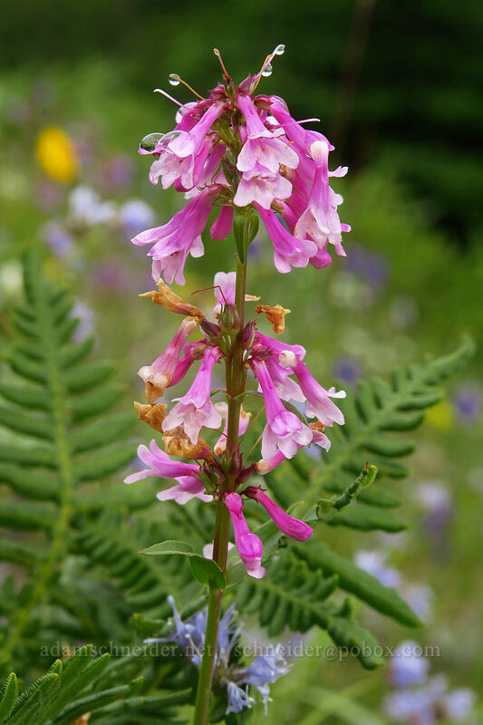 pink small-flowered penstemon (Penstemon procerus) [Coffin Mountain Lookout Trail, Willamette National Forest, Linn County, Oregon]