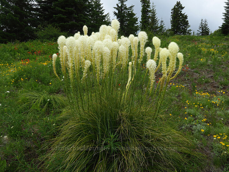 beargrass & wildflowers (Xerophyllum tenax, Eriophyllum lanatum, Castilleja miniata) [Coffin Mountain Lookout Trail, Willamette National Forest, Linn County, Oregon]