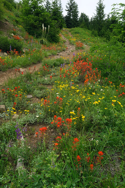 wildflowers (Castilleja miniata, Eriophyllum lanatum, Lupinus sp., Xerophyllum tenax) [Coffin Mountain Lookout Trail, Willamette National Forest, Linn County, Oregon]