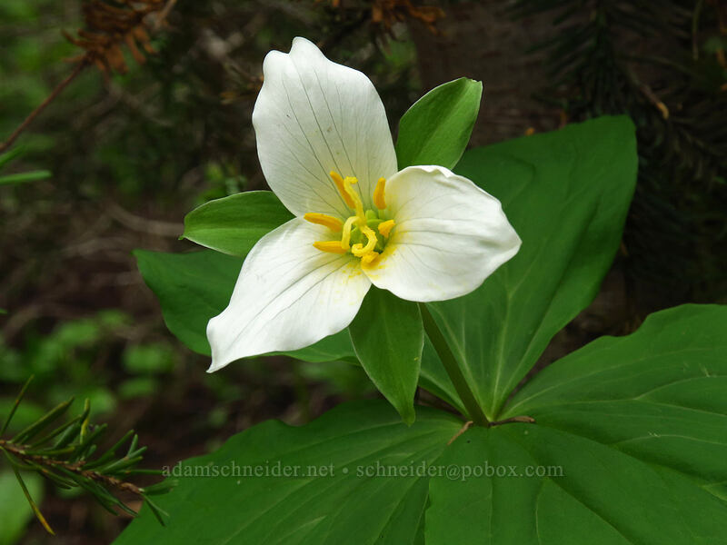 western trillium (Trillium ovatum) [Bachelor Mountain Trail, Willamette National Forest, Linn County, Oregon]
