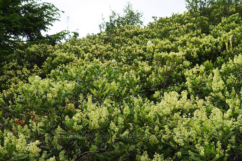 snowbrush (Ceanothus velutinus) [Bachelor Mountain Trail, Willamette National Forest, Linn County, Oregon]