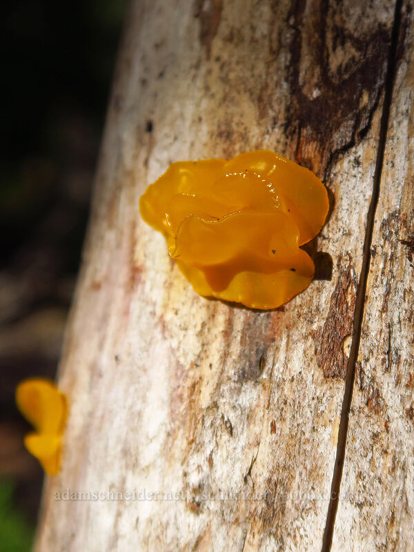 golden jelly fungus (witches' butter) (Tremella mesenterica) [Bachelor Mountain Trail, Willamette National Forest, Linn County, Oregon]