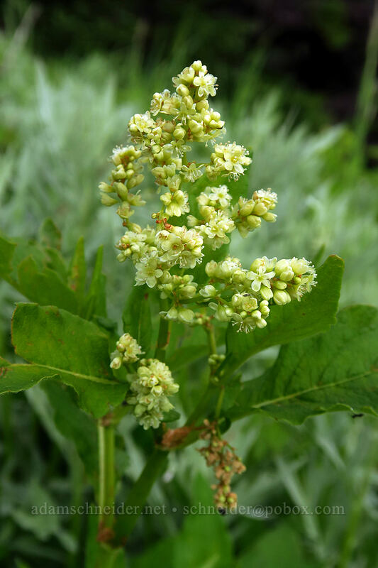 alpine knotweed (Aconogonon phytolaccifolium (Koenigia phytolaccifolia)) [Bugaboo Ridge Trail, Willamette National Forest, Linn County, Oregon]