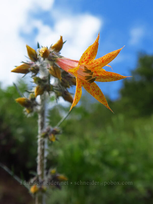 orange scarlet gilia (Ipomopsis aggregata) [Bugaboo Ridge Trail, Willamette National Forest, Linn County, Oregon]
