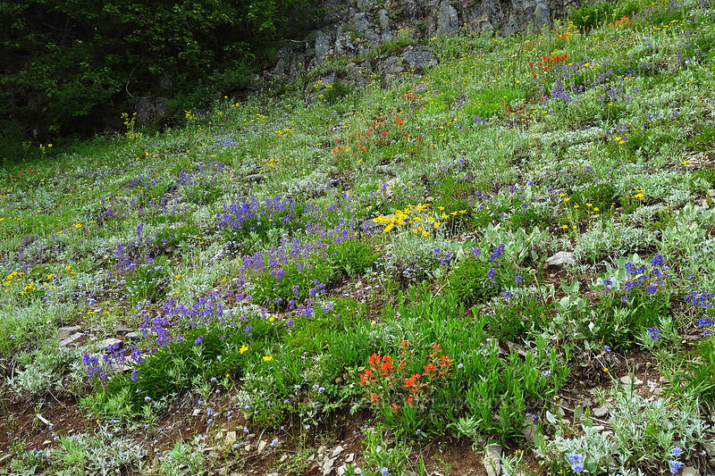 wildflowers (Eriophyllum lanatum, Penstemon procerus, Gilia capitata, Castilleja miniata) [Bugaboo Ridge Trail, Willamette National Forest, Linn County, Oregon]