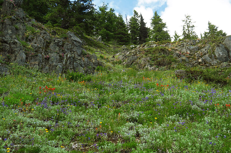 wildflowers (Eriophyllum lanatum, Penstemon procerus, Gilia capitata, Castilleja miniata) [Bugaboo Ridge Trail, Willamette National Forest, Linn County, Oregon]