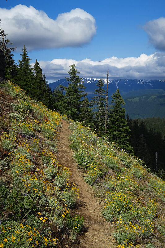 wildflowers & cloud-covered Mt. Jefferson (Eriophyllum lanatum, Eriogonum compositum, Gilia capitata, Delphinium menziesii) [Bugaboo Ridge Trail, Willamette National Forest, Linn County, Oregon]