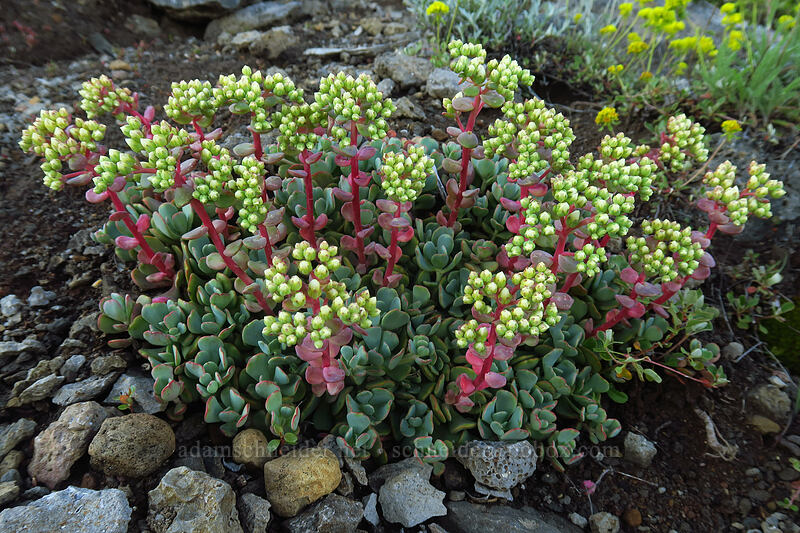 creamy stonecrop (Sedum oregonense) [Bachelor Mountain Trail, Willamette National Forest, Linn County, Oregon]