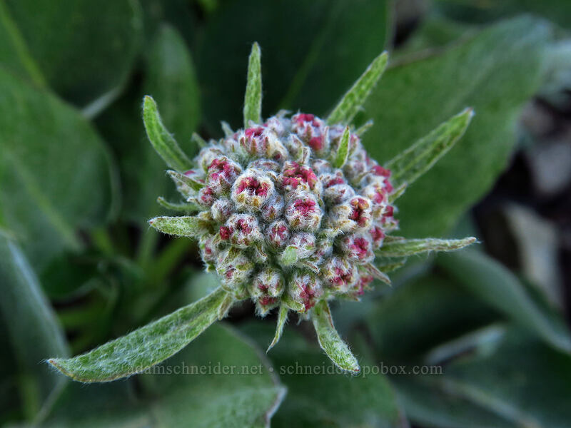 heart-leaf buckwheat, budding (Eriogonum compositum) [Bachelor Mountain Trail, Willamette National Forest, Linn County, Oregon]