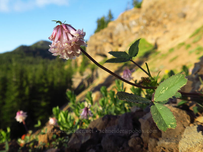 Shasta clover (Trifolium productum (Trifolium kingii ssp. productum)) [Bachelor Mountain Trail, Willamette National Forest, Linn County, Oregon]