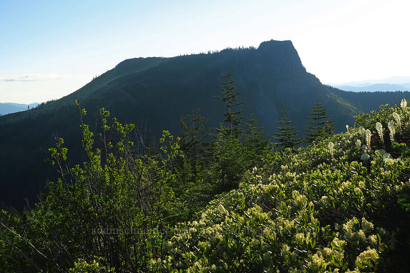 Coffin Mountain, snowbrush, & beargrass (Ceanothus velutinus, Xerophyllum tenax) [Bachelor Mountain Trail, Willamette National Forest, Linn County, Oregon]