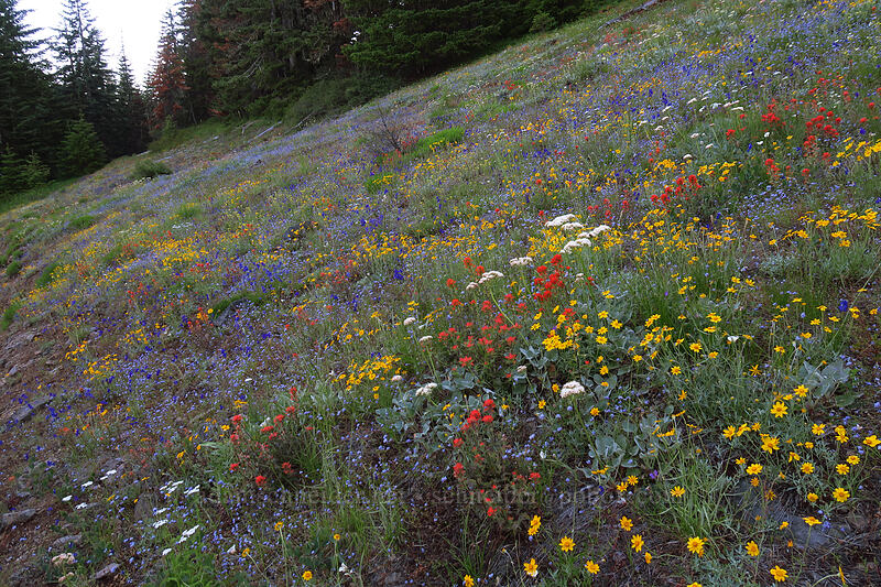wildflowers (Eriophyllum lanatum, Castilleja miniata, Eriogonum compositum, Delphinium menziesii, Gilia capitata) [Forest Road 1168, Willamette National Forest, Linn County, Oregon]