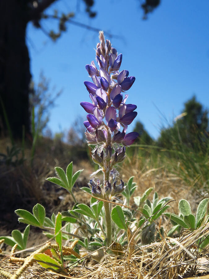 chick lupine (Lupinus microcarpus) [Forest Road 57, Crooked River National Grassland, Jefferson County, Oregon]